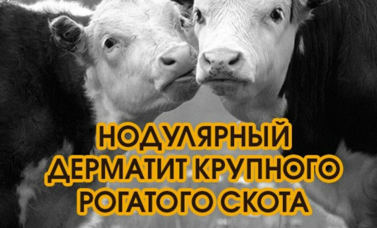 Памятки по узелковому дерматиту у КРС. Памятки по узелковому дерматиту у КРС.